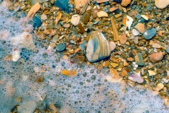 Colorful bits of Coquina shells in the surf. Colorful bits of Coquina shells in the surf.