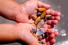 Tiny colorful Coquina Clams. Tiny colorful Coquina Clams.