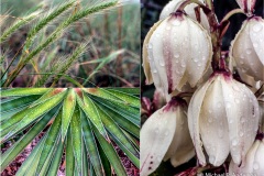 Local flora in the rain. Local flora in the rain.