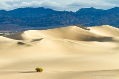 Mesquite Flat Sand Dunes Mesquite Flat Sand Dunes