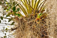 Everglades Epiphytes