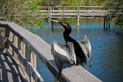 An anhinga dries its wings.