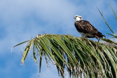 Osprey