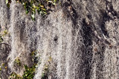 Spanish Moss