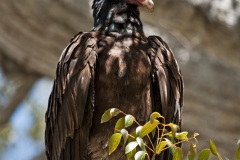 Vulture