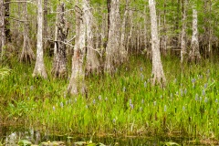 Glades41-XTi-7136 Glades41-XTi-7136