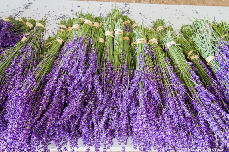 Fragrant Isle Lavender