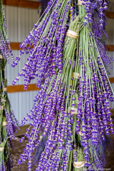 Fragrant Isle Lavender