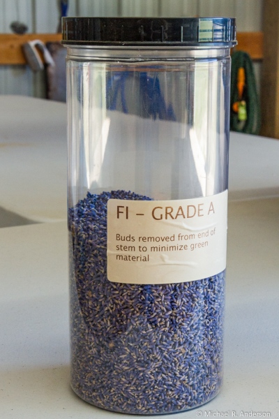 Fragrant Isle Lavender