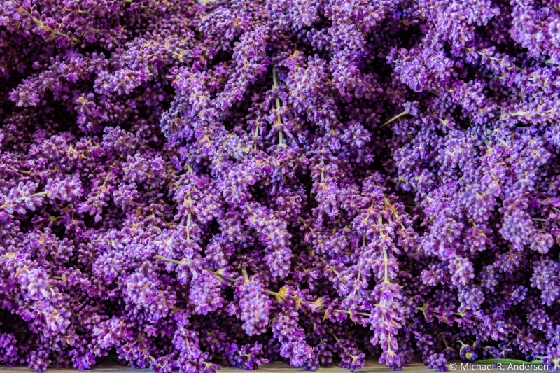 Fragrant Isle Lavender