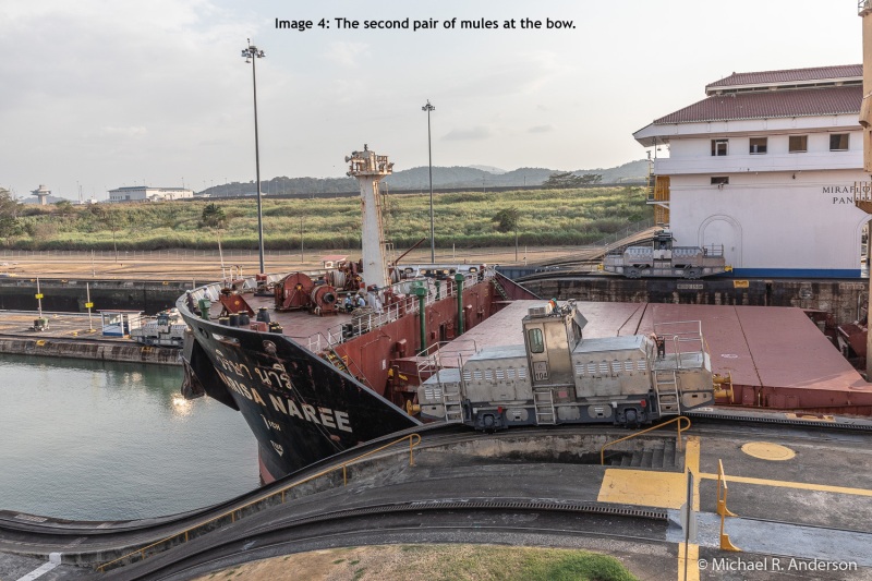 Image 4: The second pair of mules at the bow.