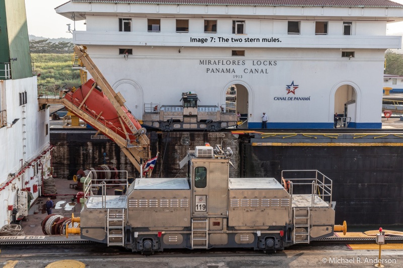 Image 7: Two of the stern mules.
