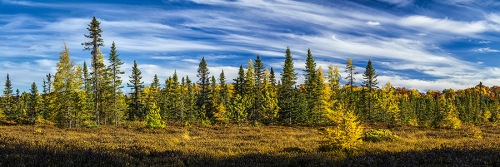 pano-TamarackBog