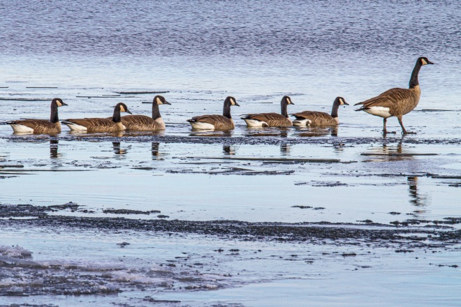 Canada Geese have the option of walking or swimming