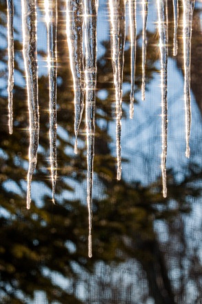 Icicles glow in the morning sun