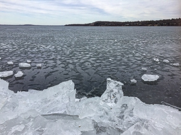 The thin, thawing ice looks almost like water