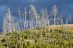 Yellowstone-12 Yellowstone-12