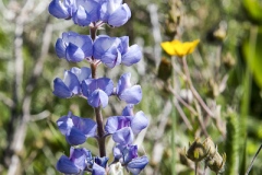 Yellowstone-23