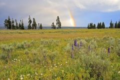 Yellowstone-33