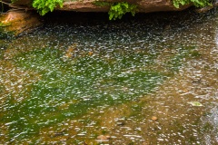 7D-0951_52 7D-0951_52