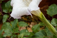 7D-0982 7D-0982