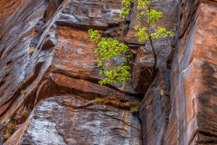 ZionCliffs2-042512-3150c ZionCliffs2-042512-3150c