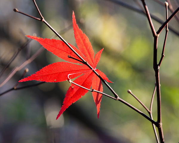 colors colorful leaf