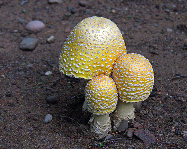 mushrooms