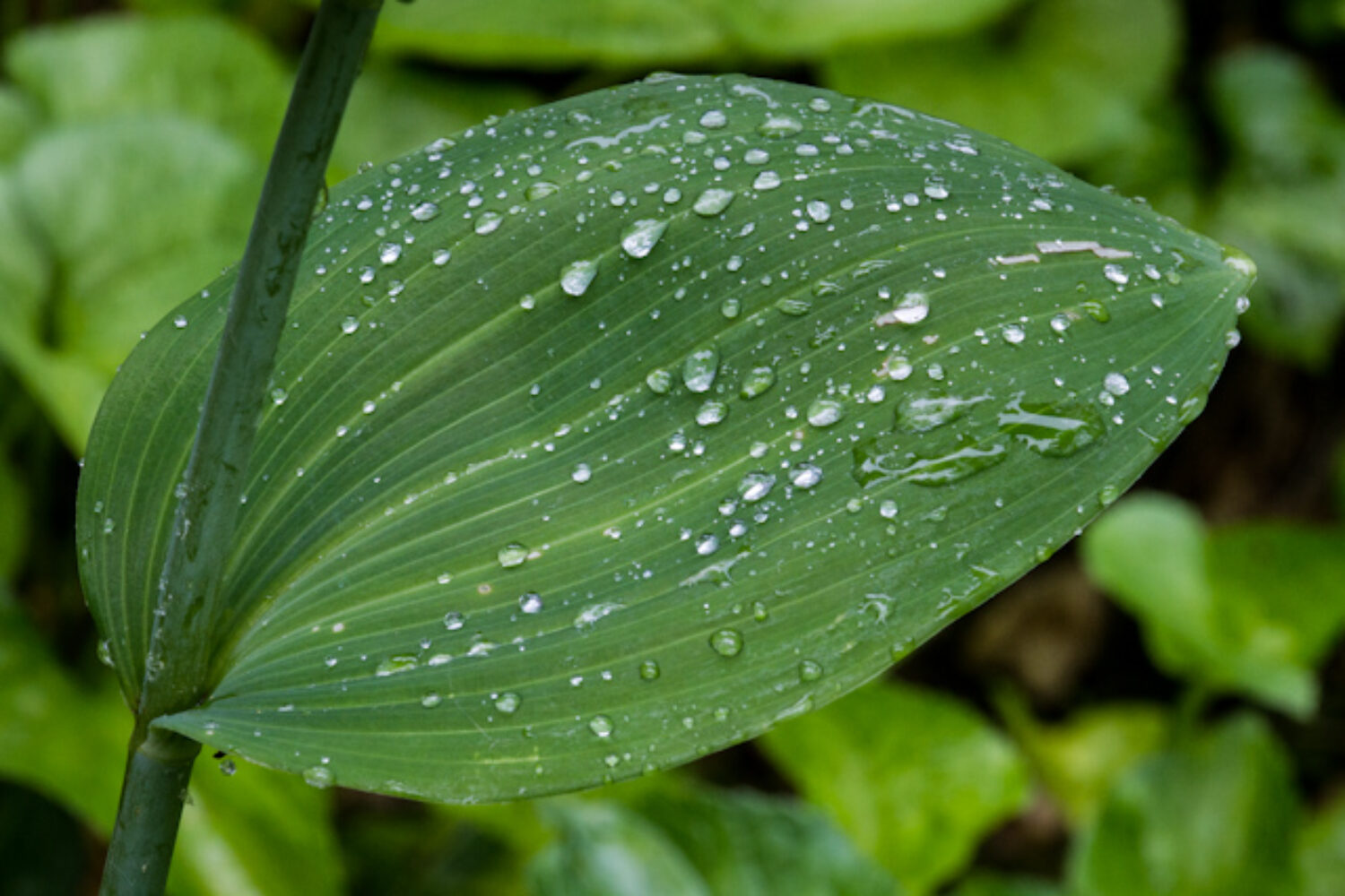 Can plants smile?