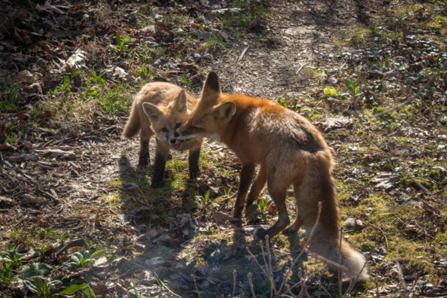 Foxy photos