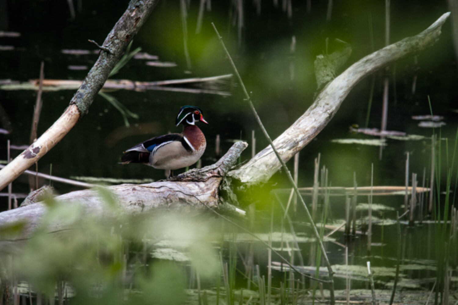 Wood ducks and new toys