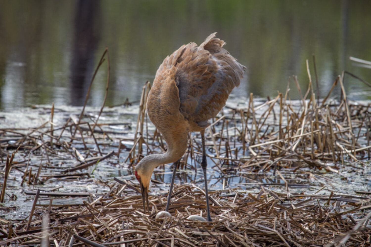 Crane redux