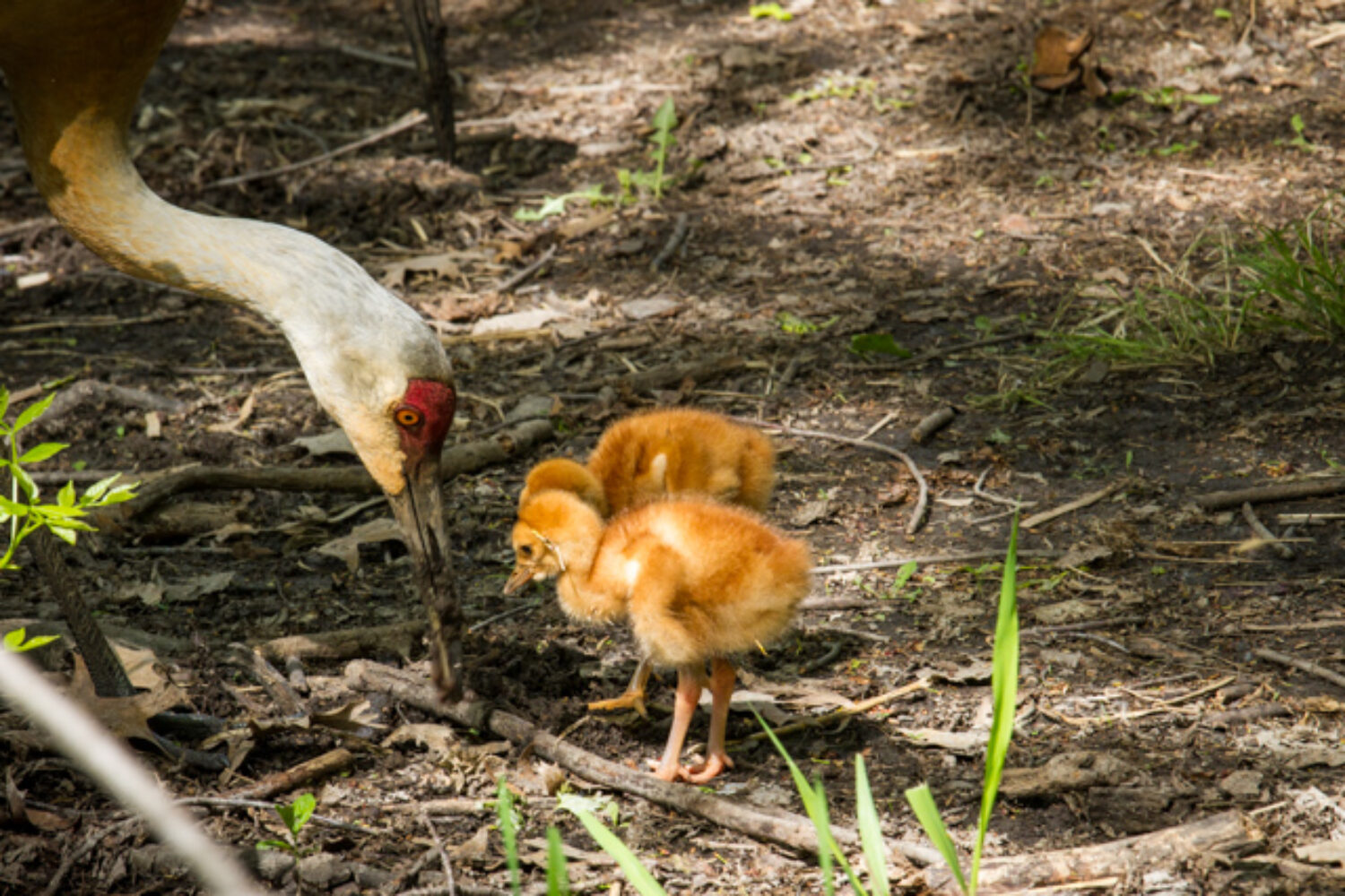 Two days old