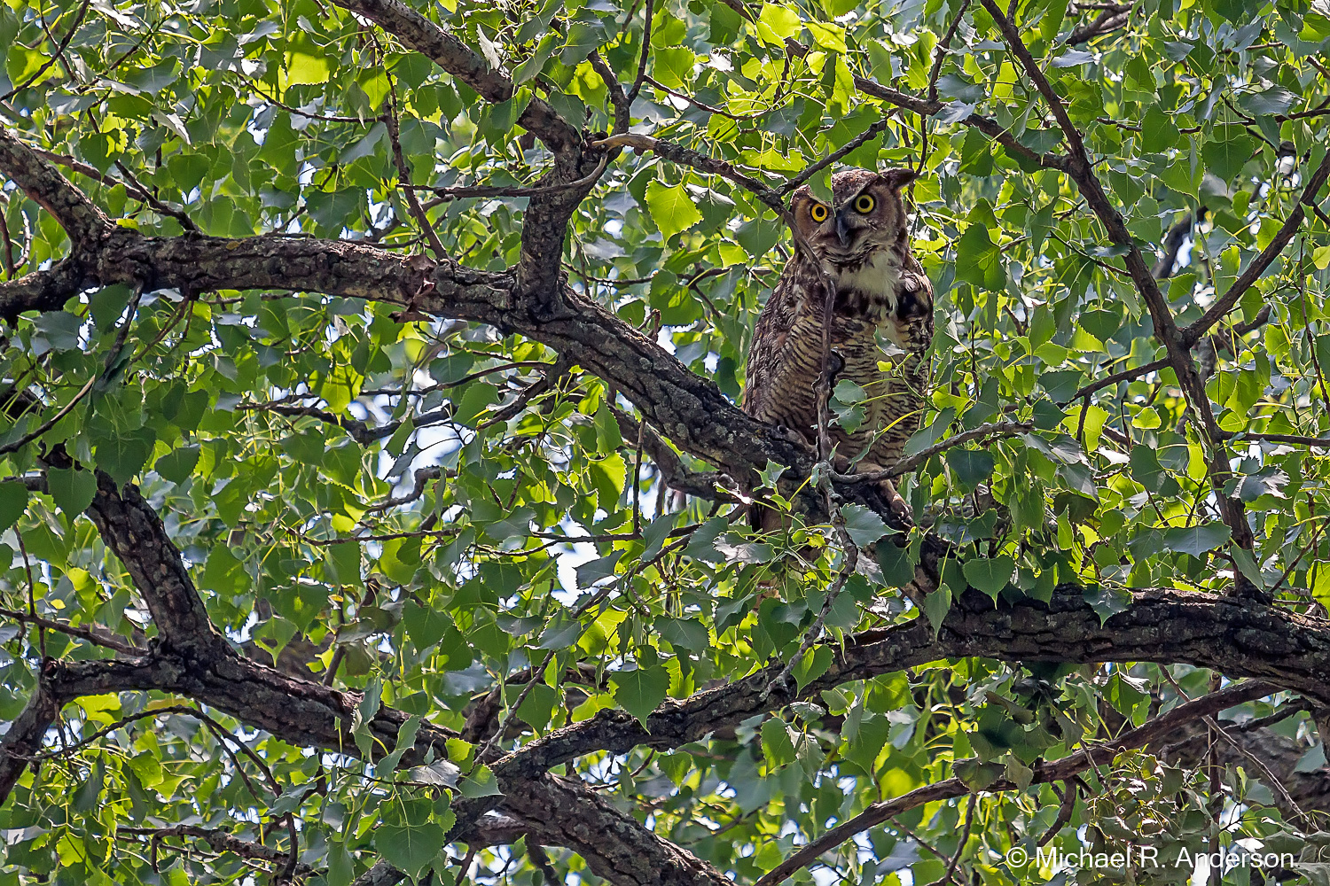 Great Horned Owl