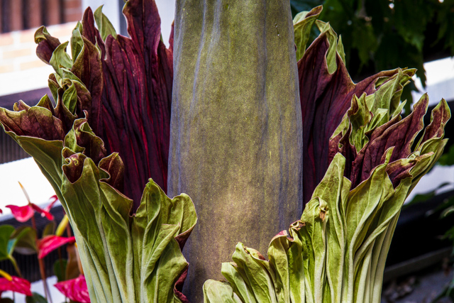Corpse Flower at D C Smith Greenhouse