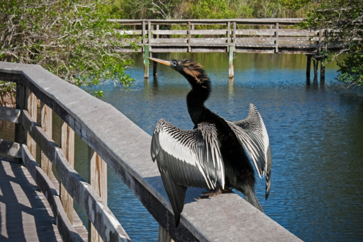 Photography is for the birds