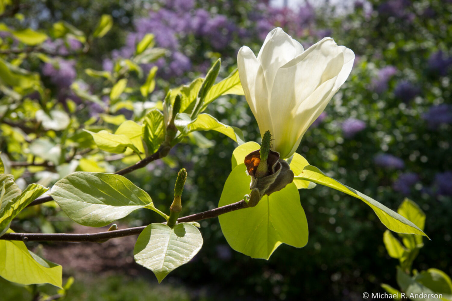 Mothers Day Blossoms