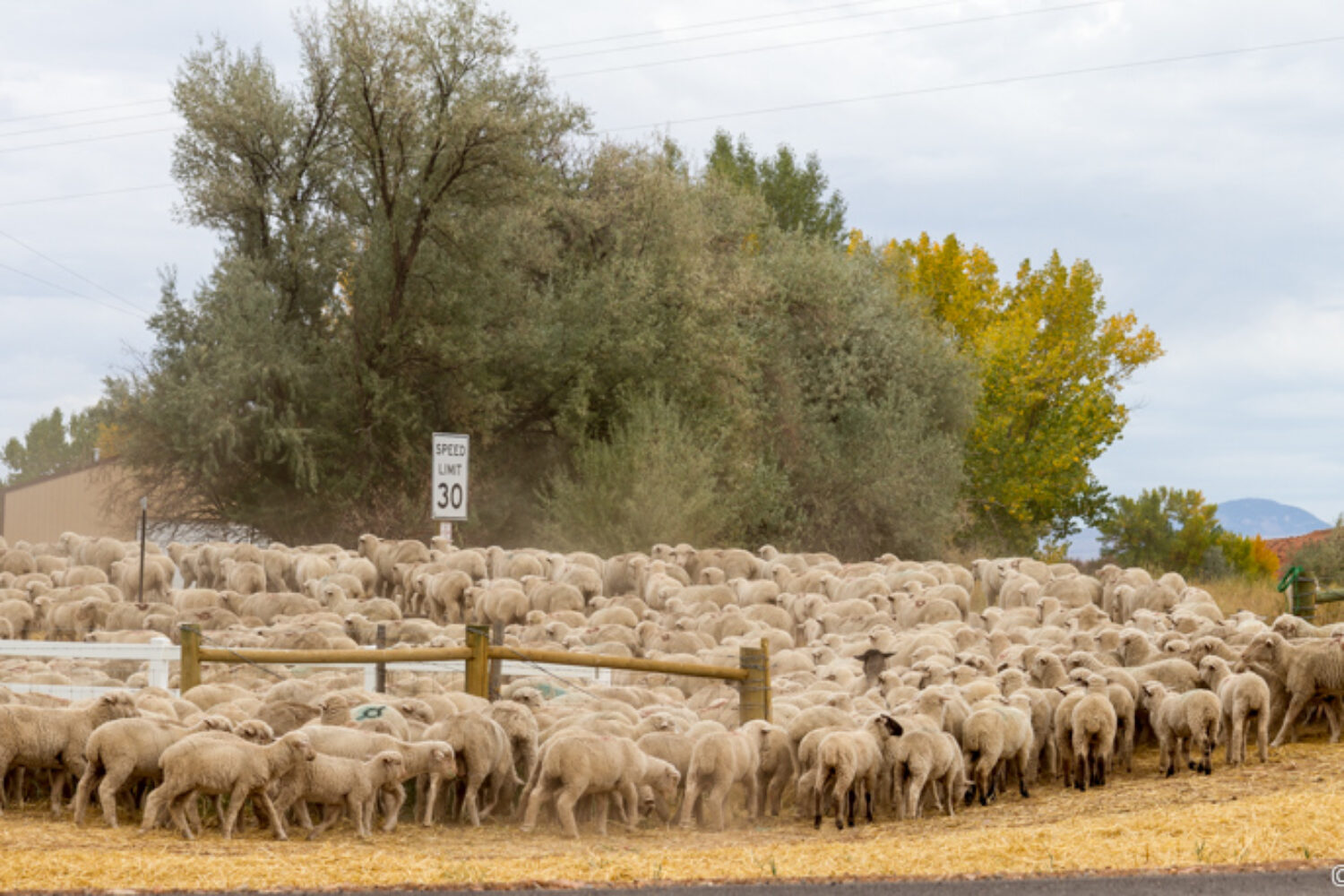 Feeling sheepish