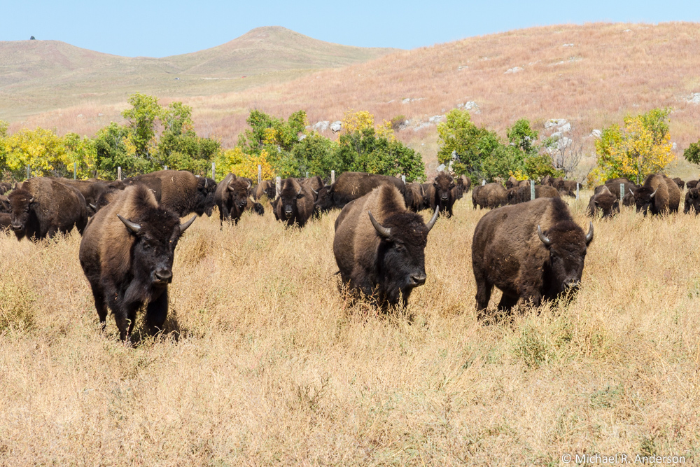 buffalo on the range