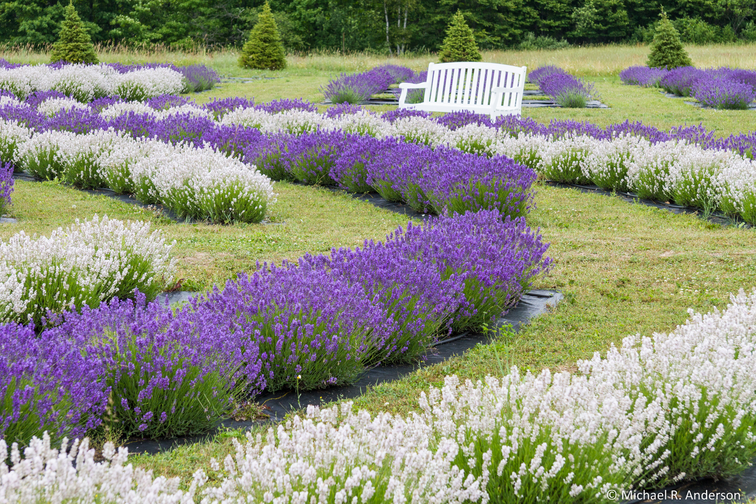 Fragrant Isle Lavender