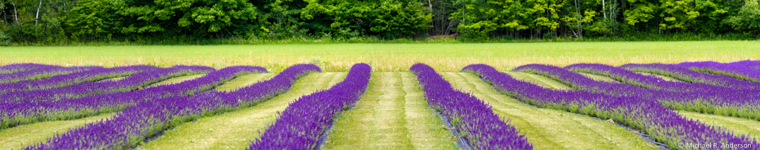 Fragrant Isle Lavender