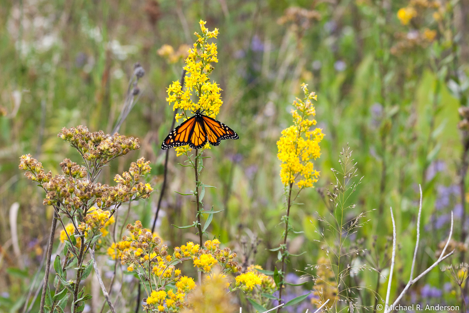 Butterflies flutter by