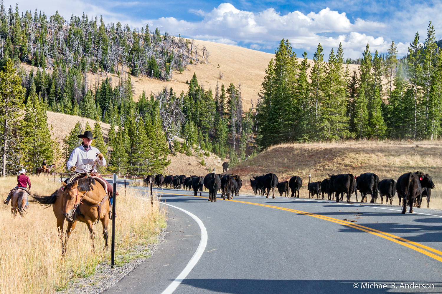 wyoming cattle drive