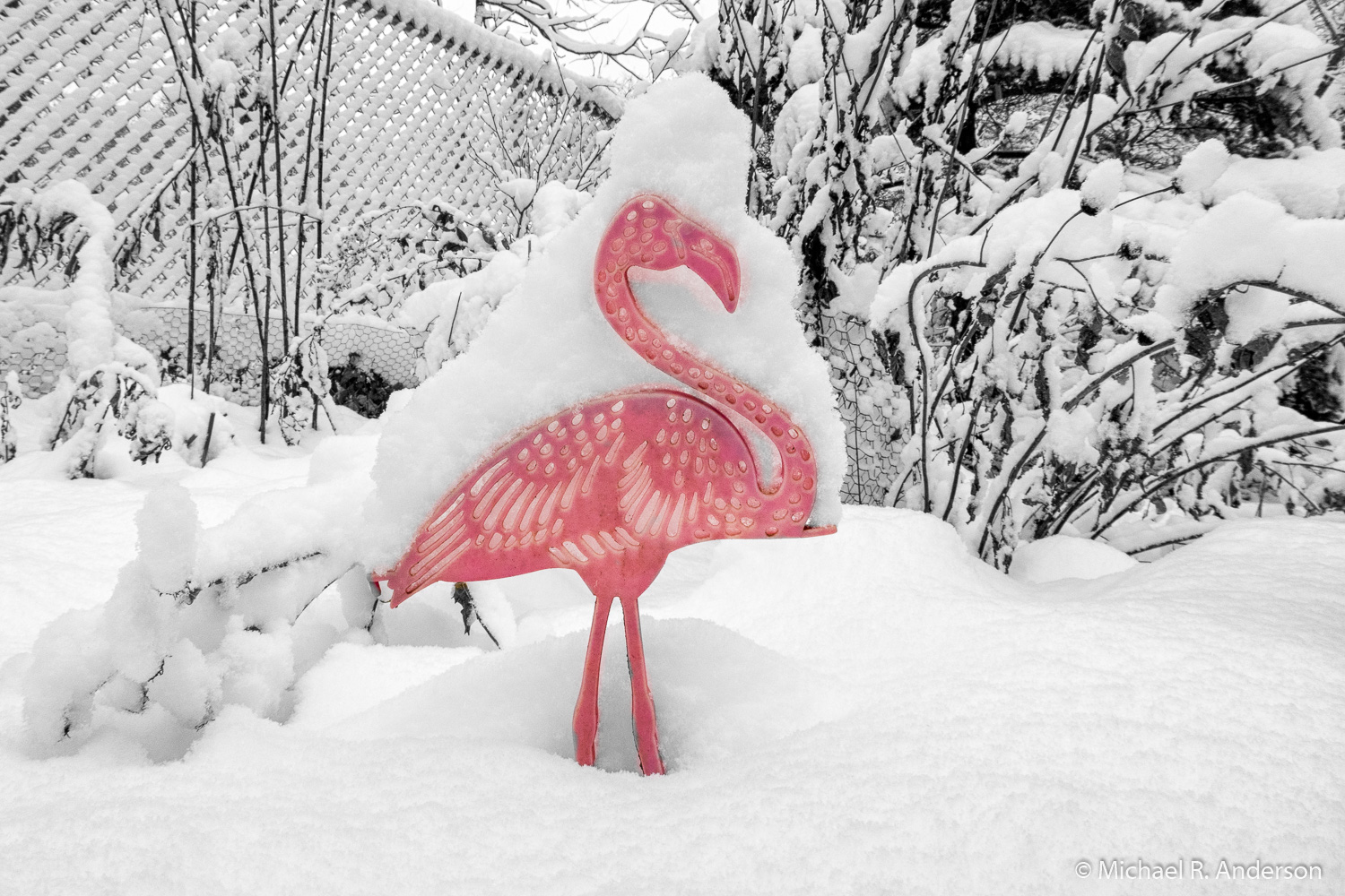 plastic flamingo covered with snow