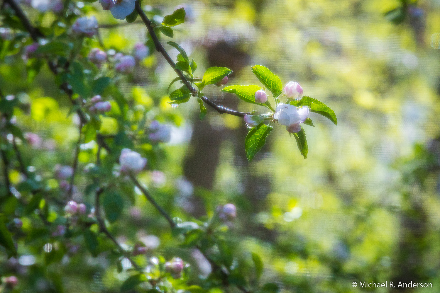 apple blossoms