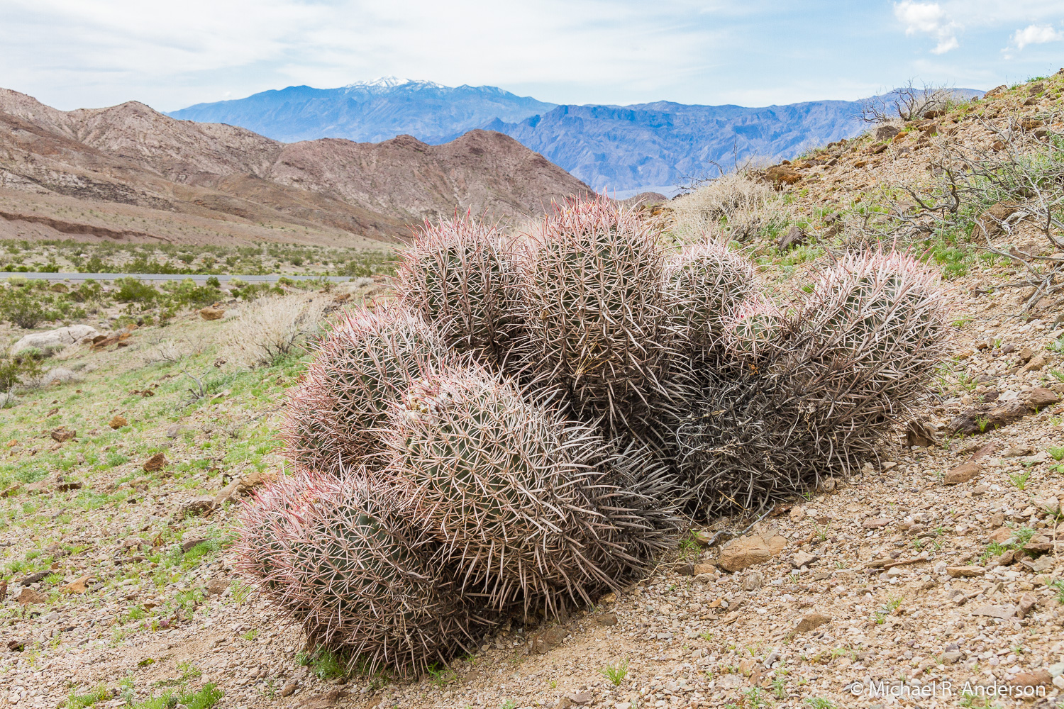 Death Valley:  20 Mules & Zabriskie Point