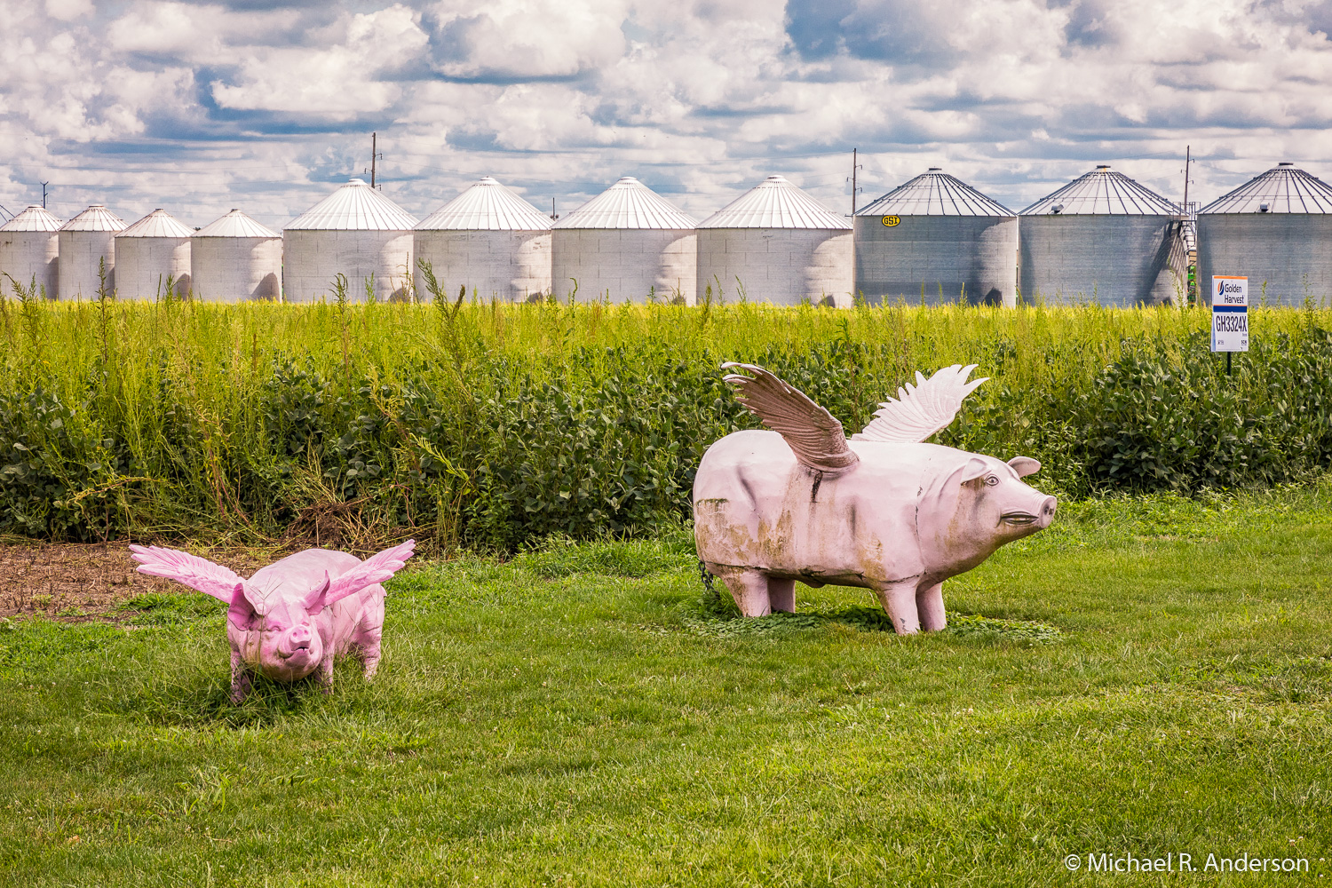 Flying Pigs