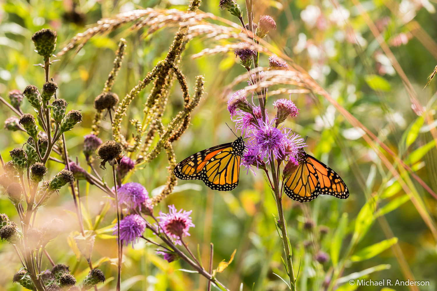 two monarchs on a blue flower