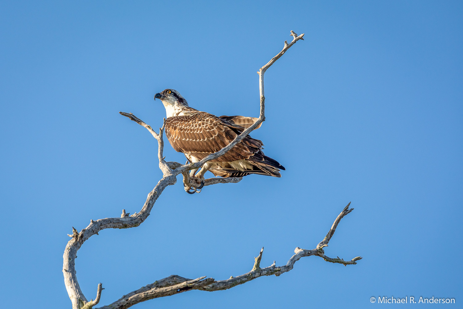 A bird in the lens