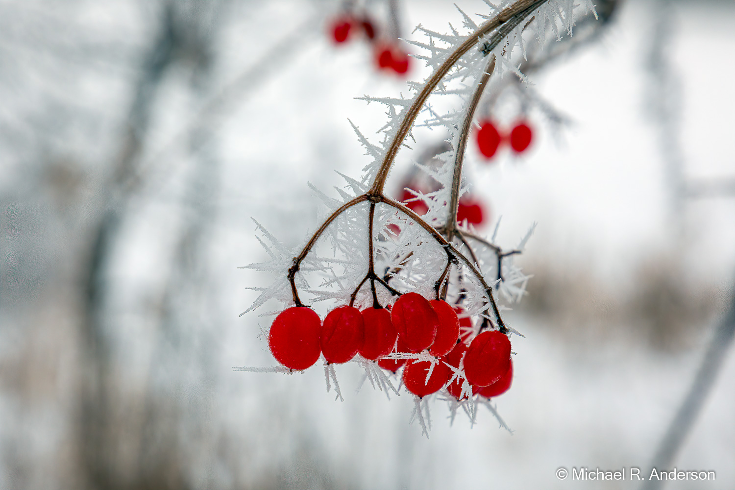 Red berries with rime ice